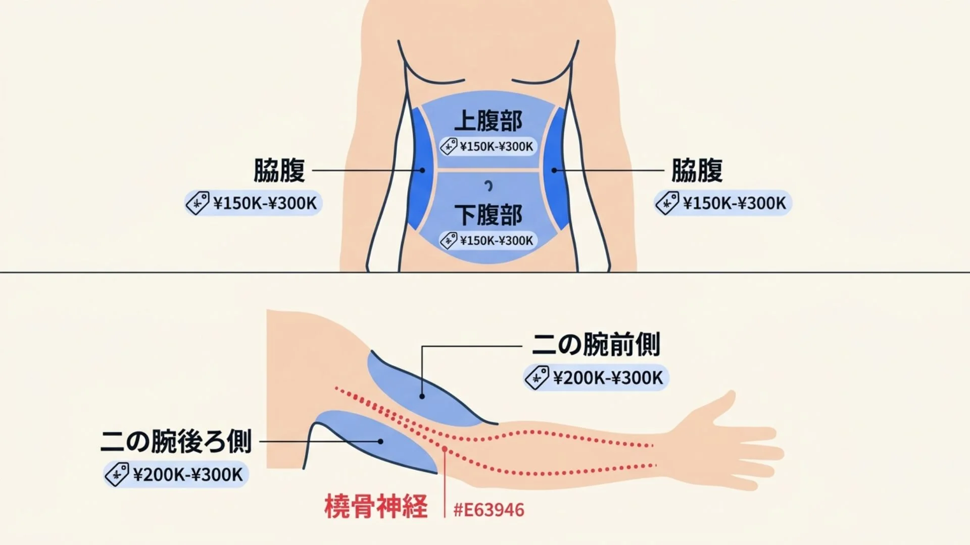 お腹・二の腕の脂肪吸引部位の解剖